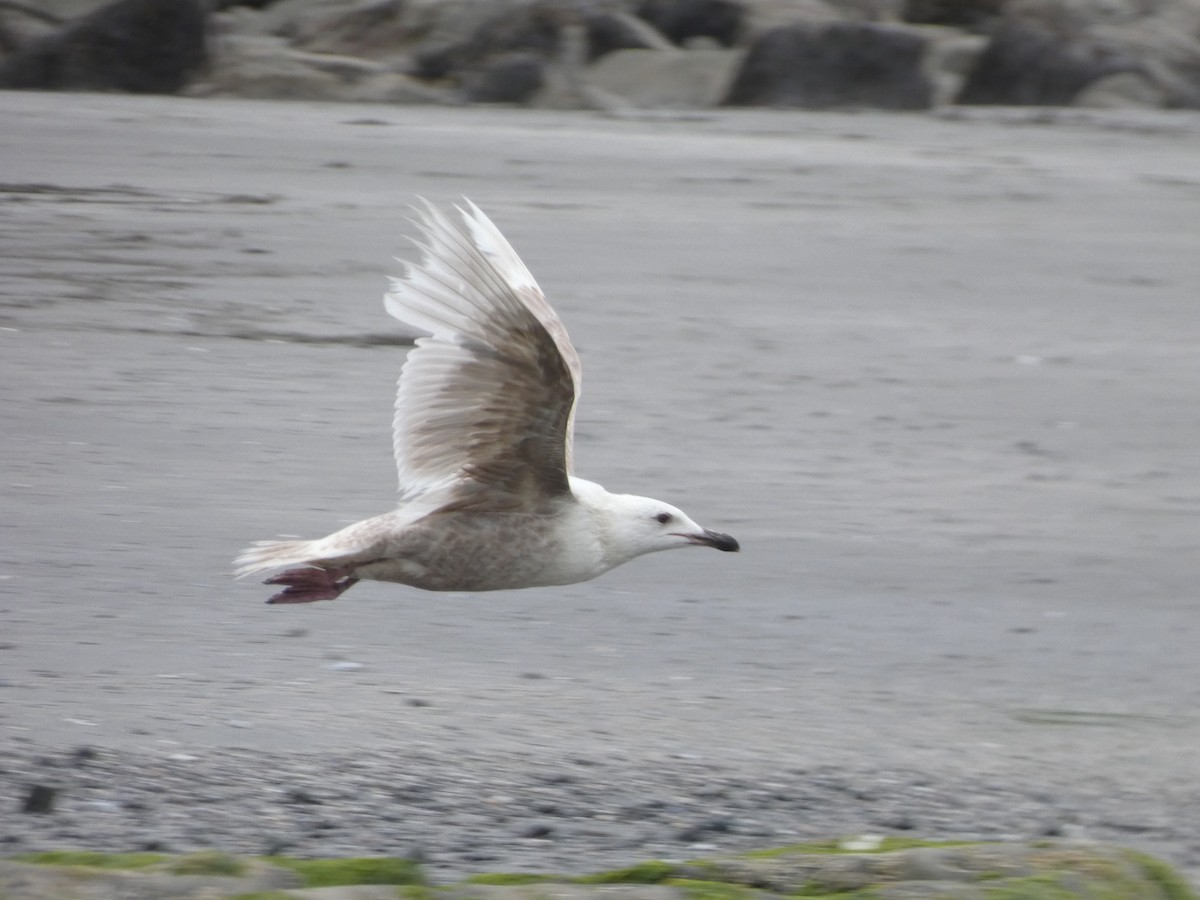 Glaucous-winged Gull - Dylan Osterhaus