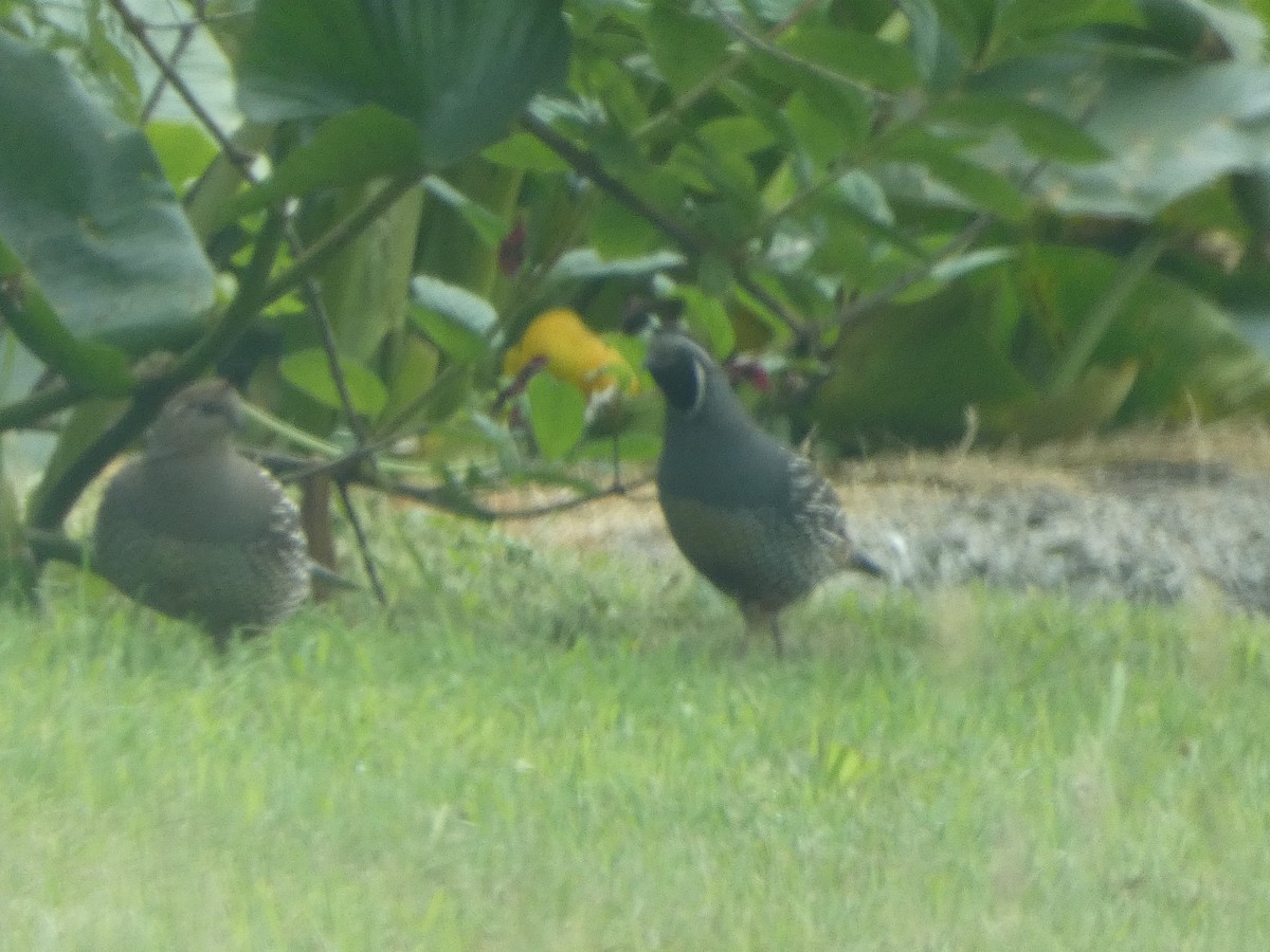 California Quail - ML589277861