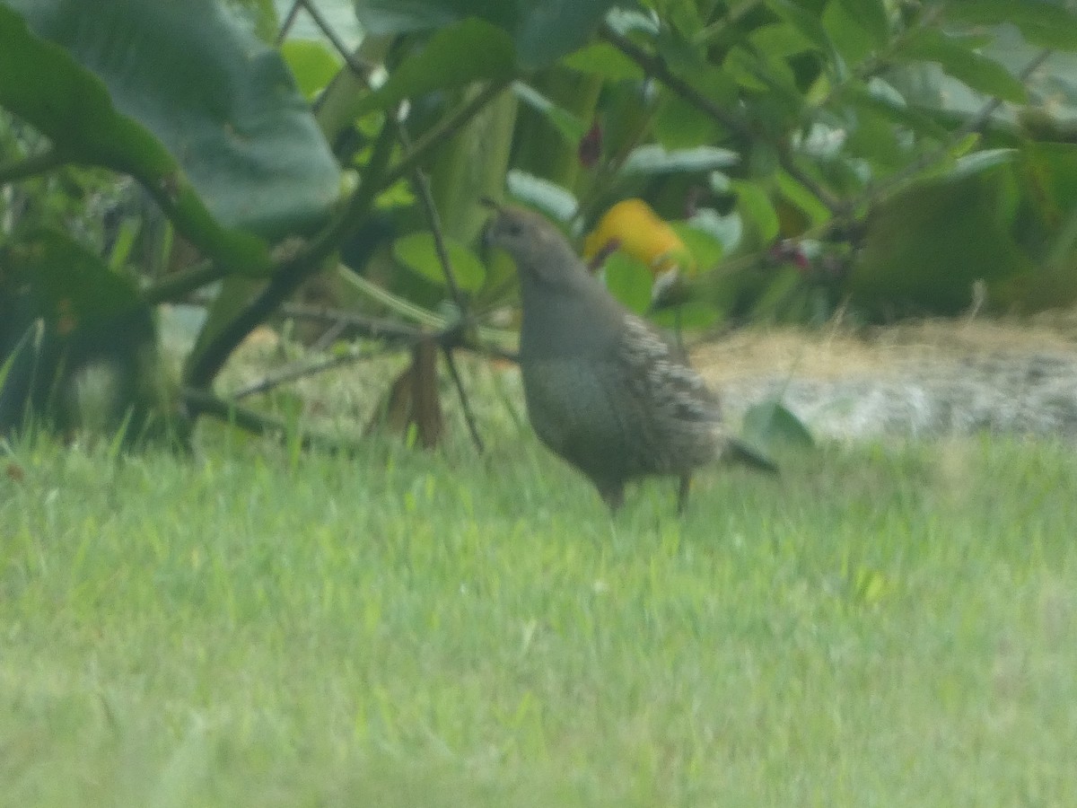 California Quail - ML589277871