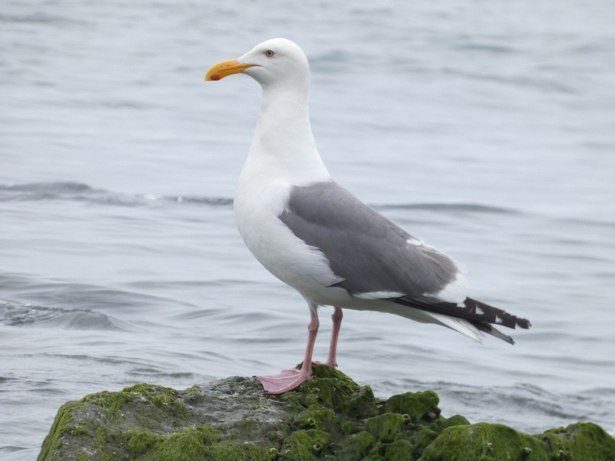 Gaviota Occidental - ML589277961