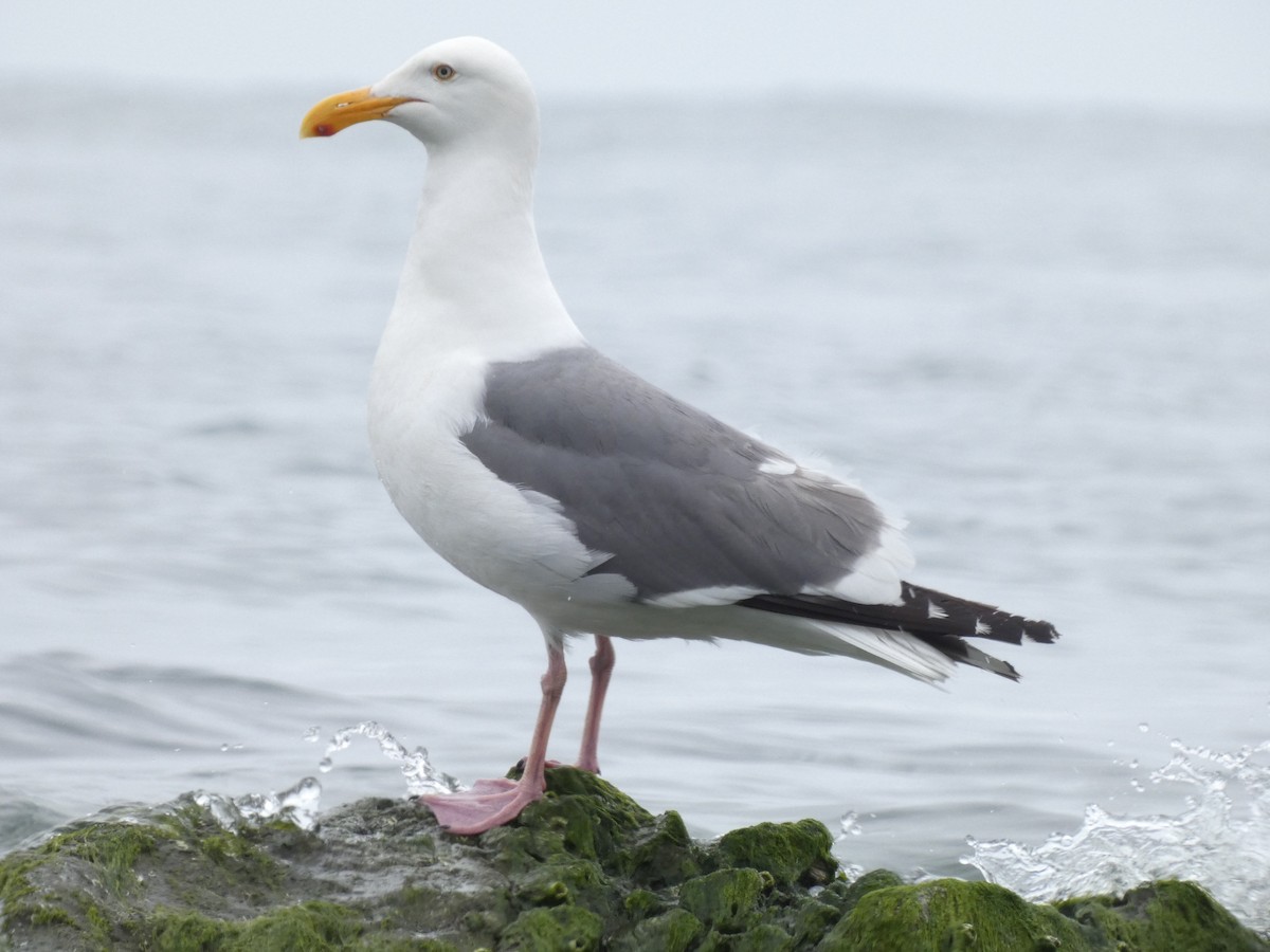 Gaviota Occidental - ML589277971