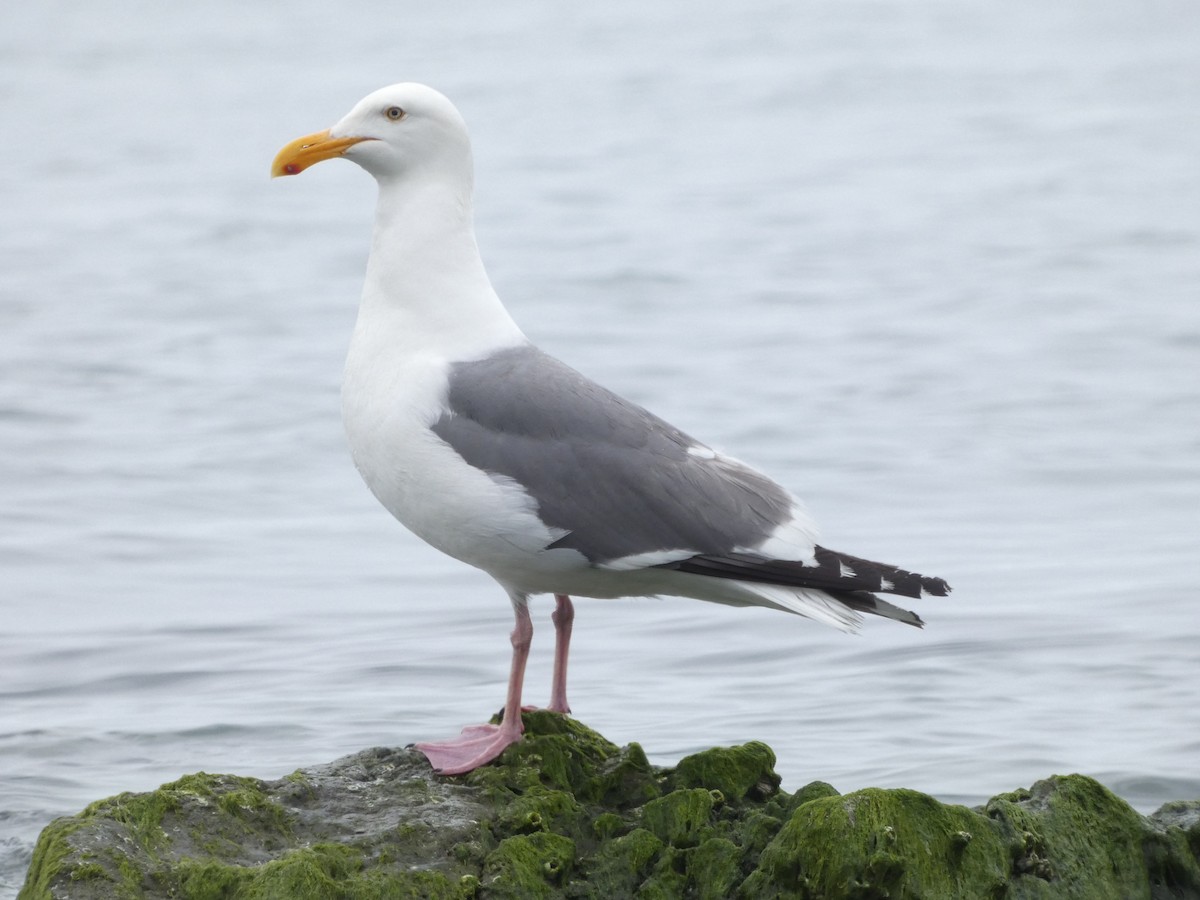 Gaviota Occidental - ML589277981