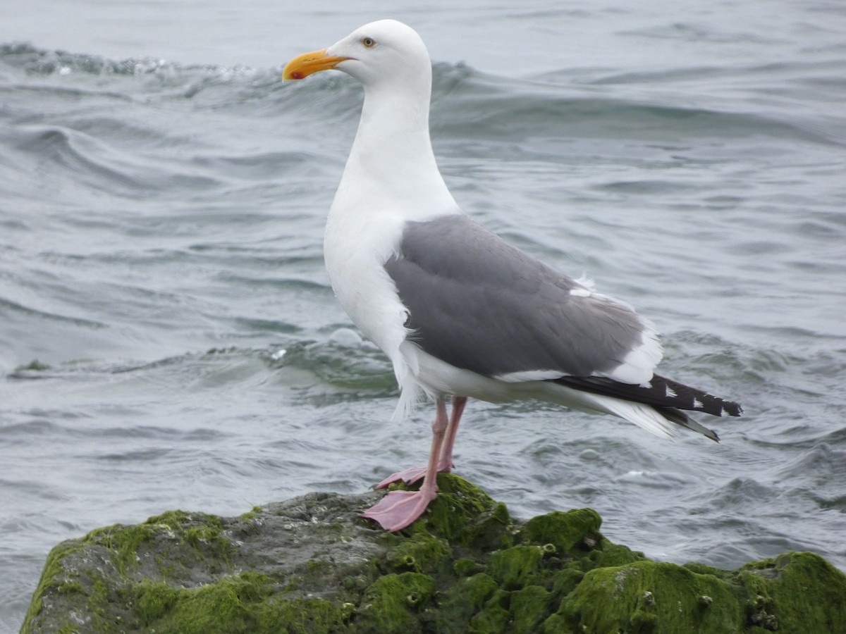 Gaviota Occidental - ML589277991