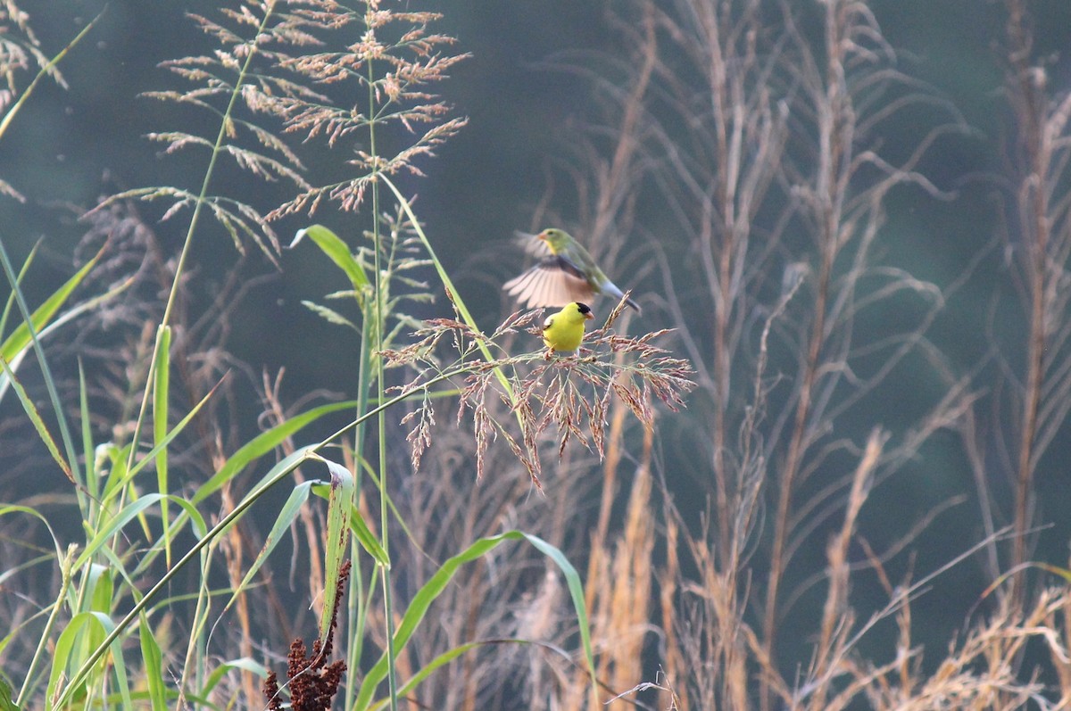 Chardonneret jaune - ML589281361