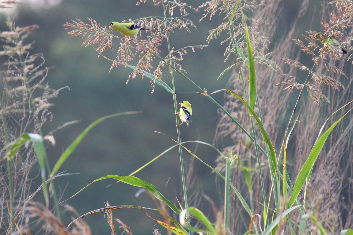 American Goldfinch - ML589281381