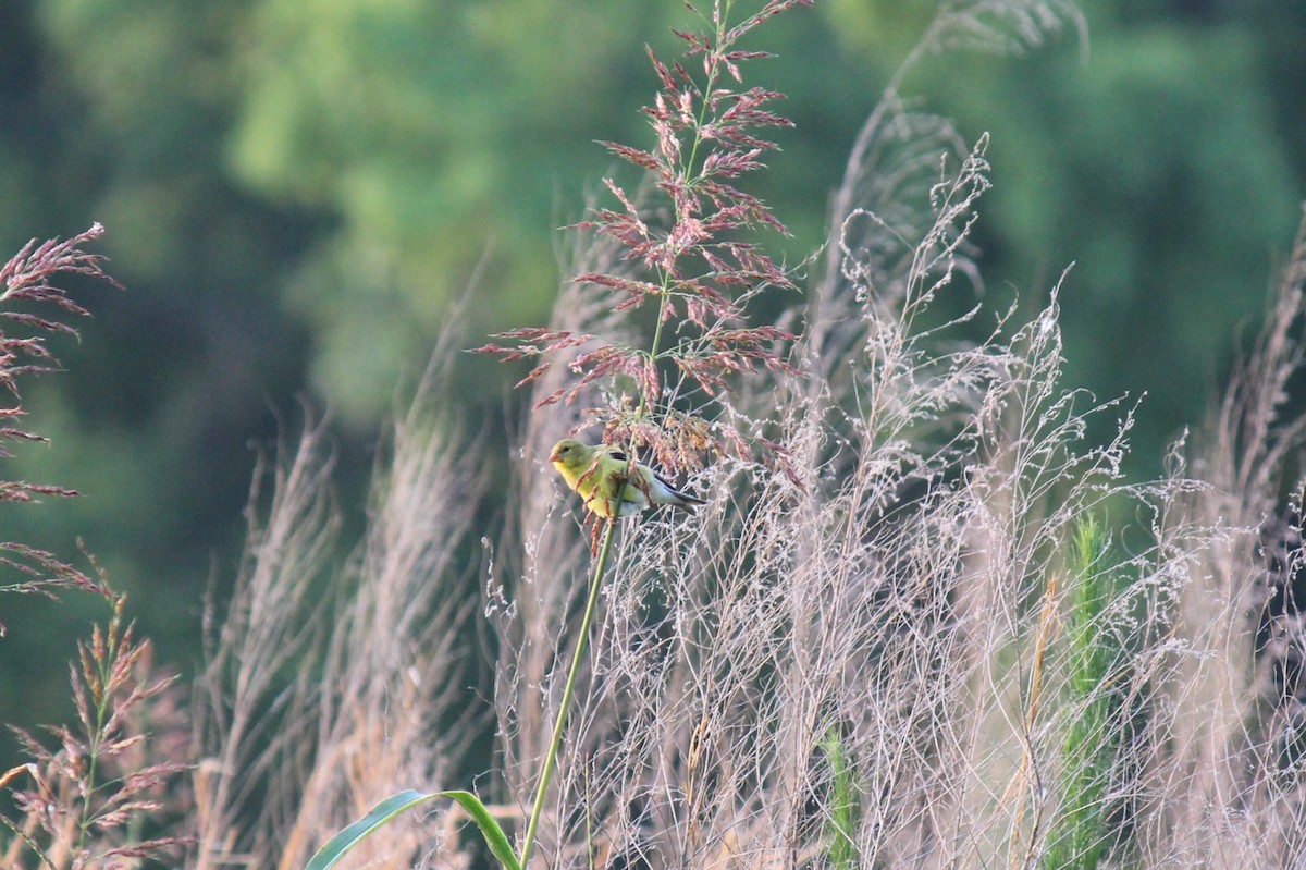 American Goldfinch - ML589281391