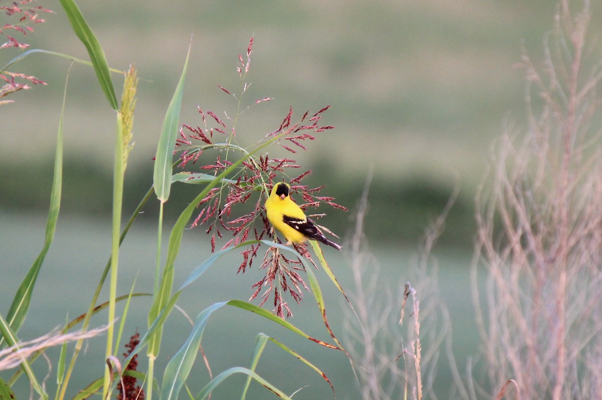 American Goldfinch - Aaron T