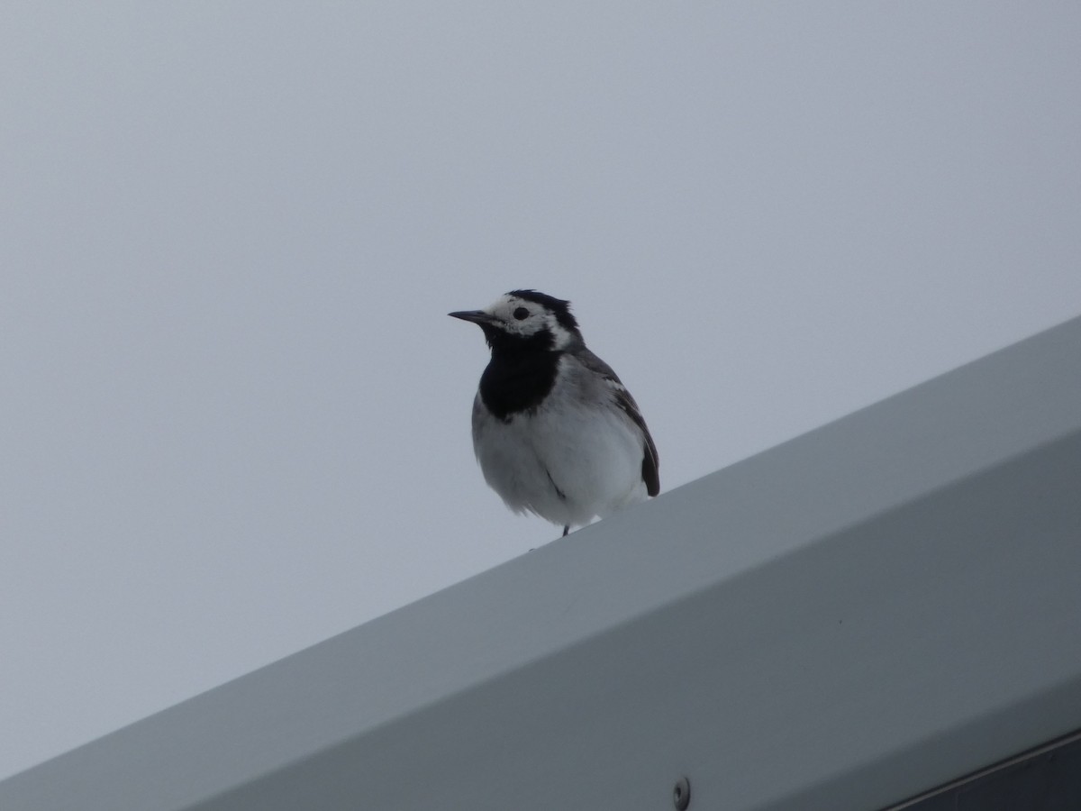 White Wagtail - ML589281851