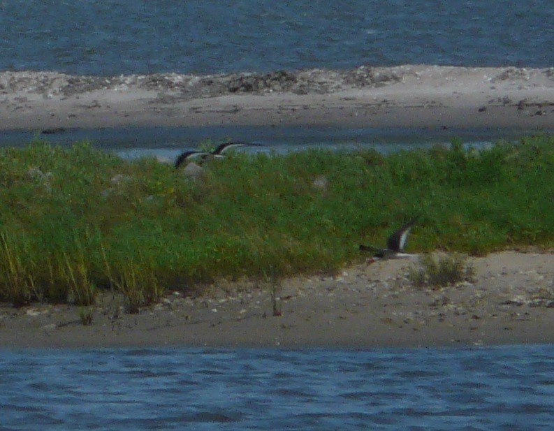 Black Skimmer - ML589282541