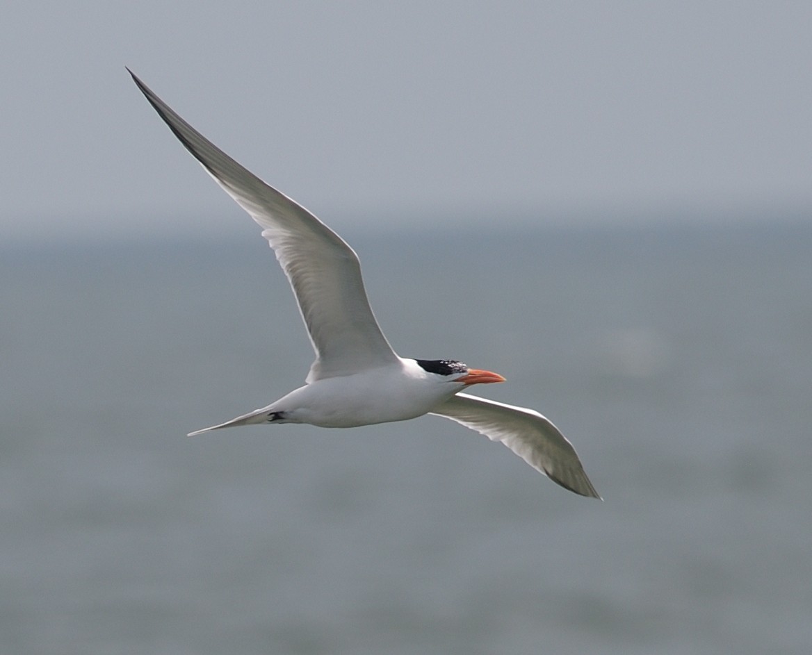 Royal Tern - Woody Gillies