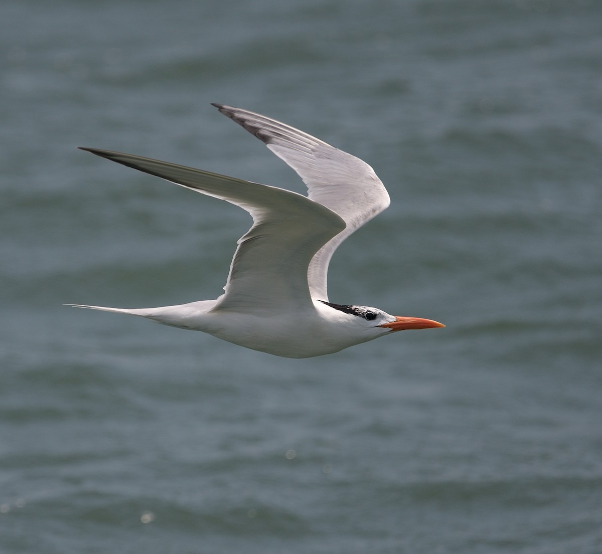 Royal Tern - Woody Gillies