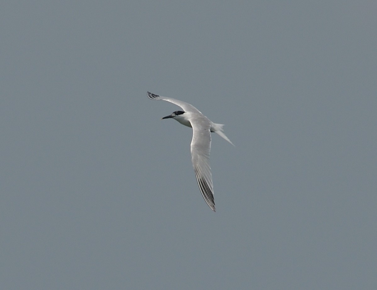 Sandwich Tern - Woody Gillies