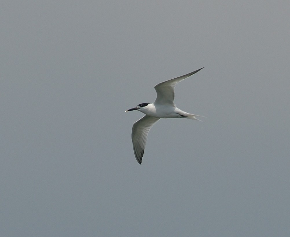 Sandwich Tern - ML589283821