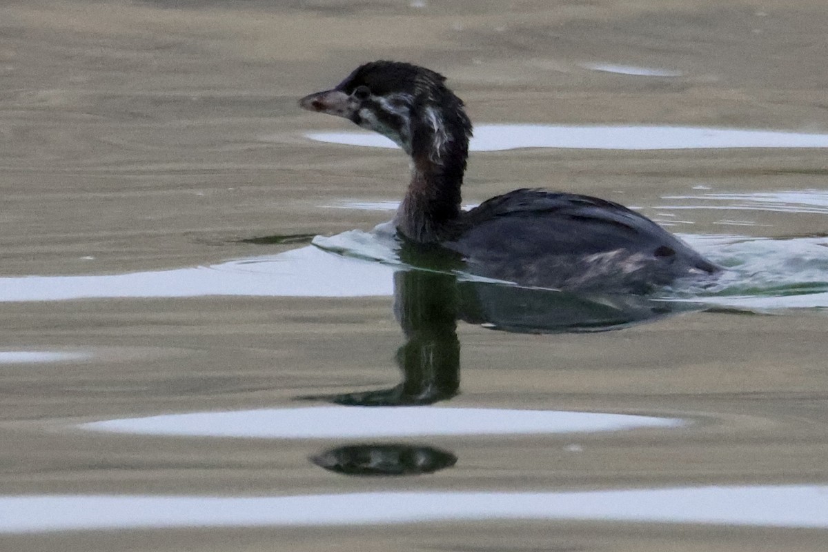 Pied-billed Grebe - ML589284021