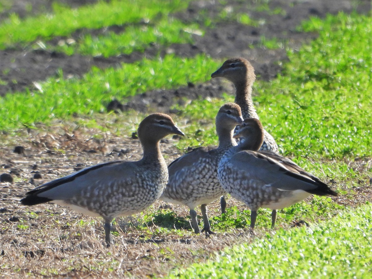 Canard à crinière - ML589284081