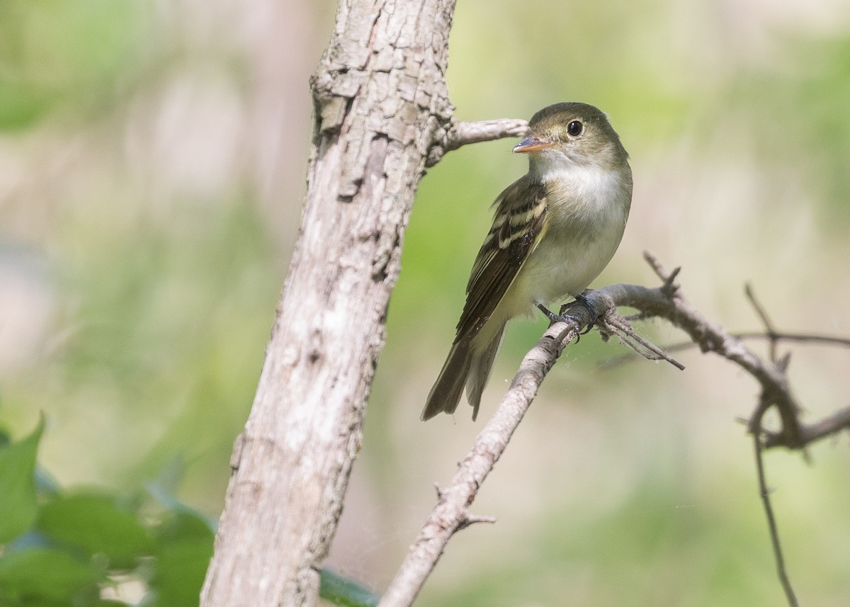 Alder Flycatcher - ML58928421