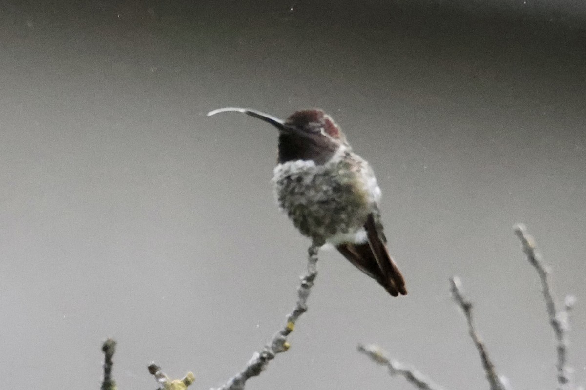 Anna's Hummingbird - ML589284361