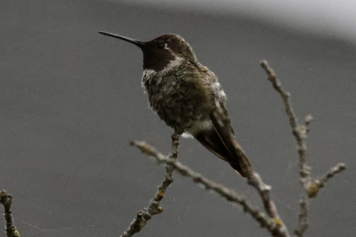 Anna's Hummingbird - ML589284371
