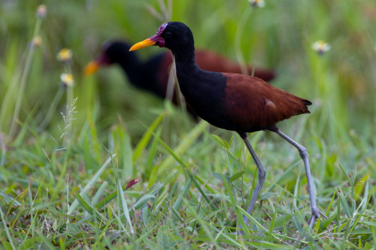 Wattled Jacana - ML589285511