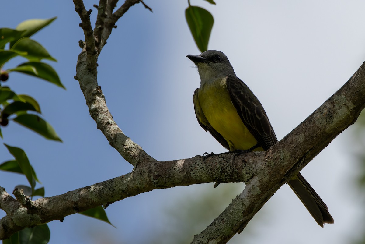 Tropical Kingbird - ML589285881