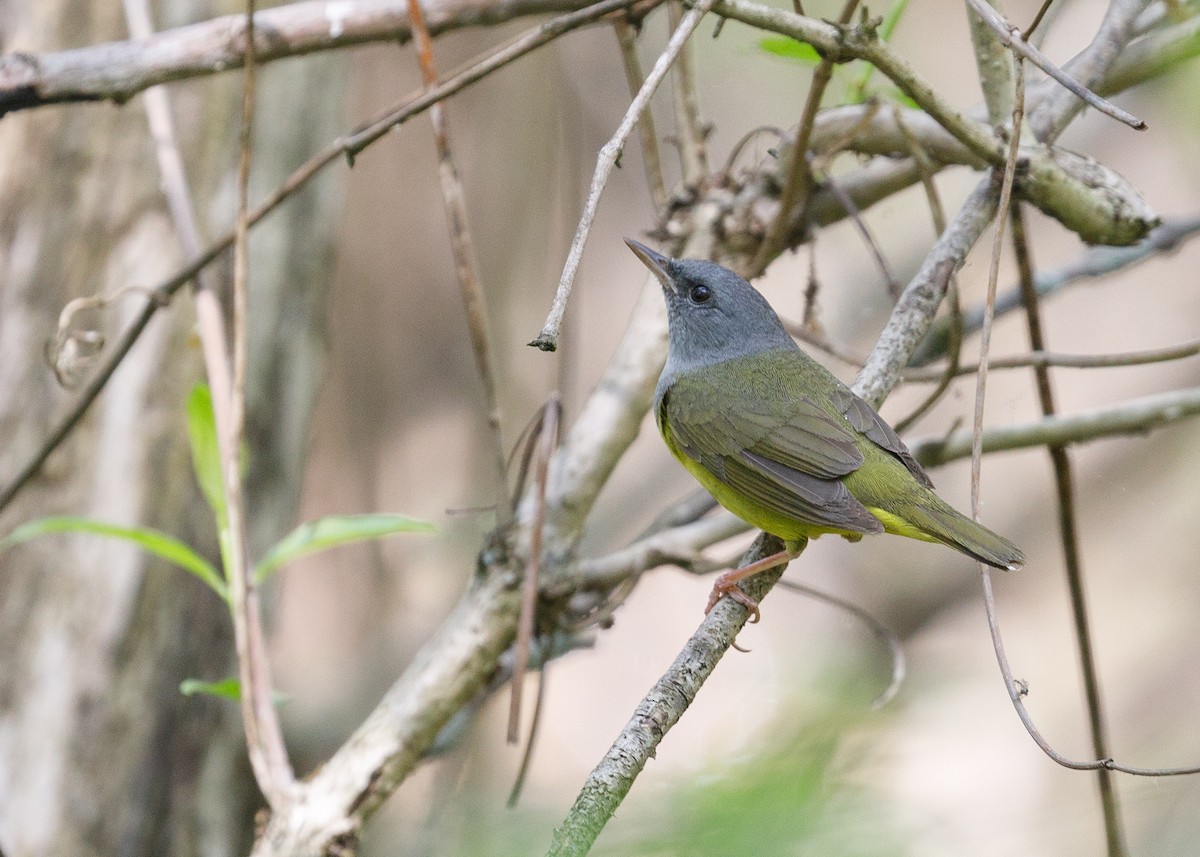 Mourning Warbler - Darren Clark