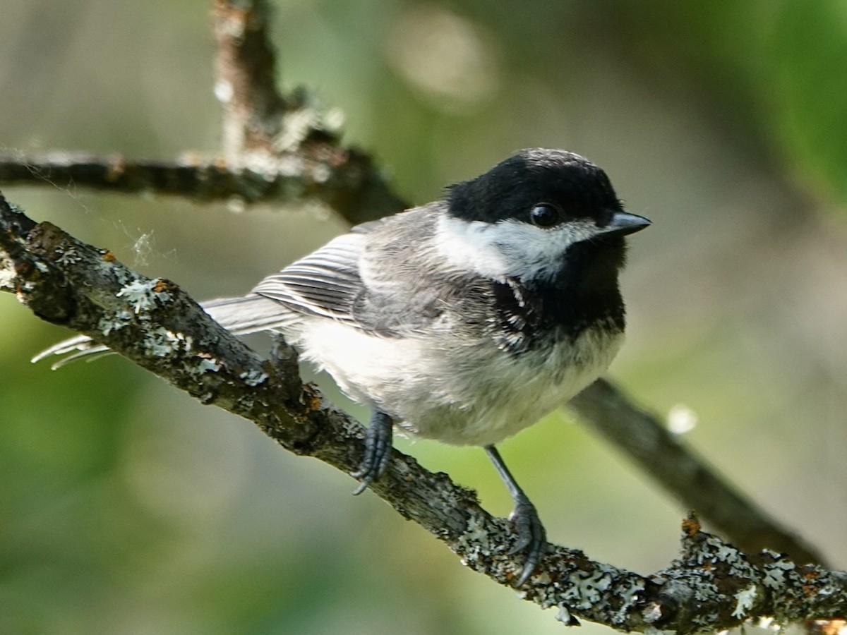 Black-capped Chickadee - ML589286001