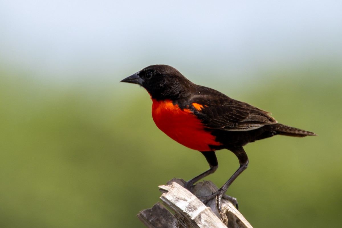 Red-breasted Meadowlark - ML589286021