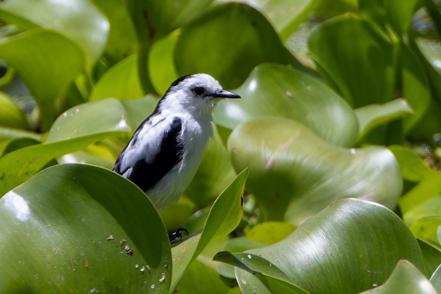 Pied Water-Tyrant - ML589286121