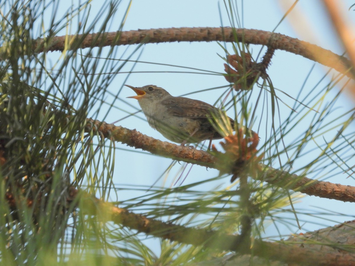 House Wren - ML589286461