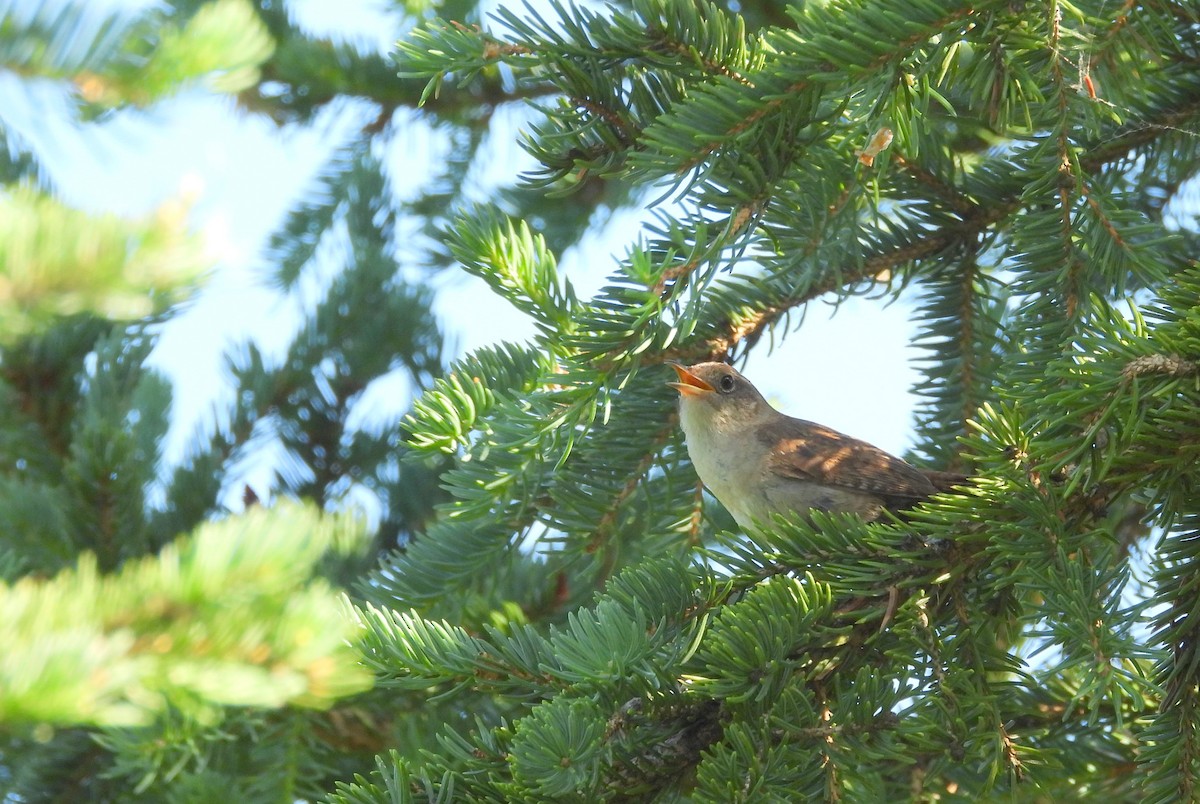 House Wren - ML589286711