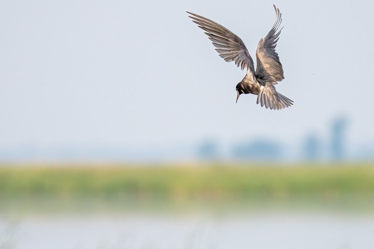 Black Tern - ML589287181