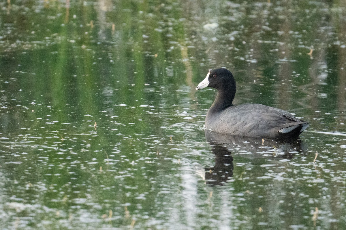 American Coot - Matt Saunders