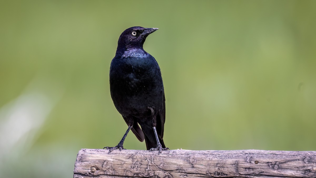 Brewer's Blackbird - ML589287281