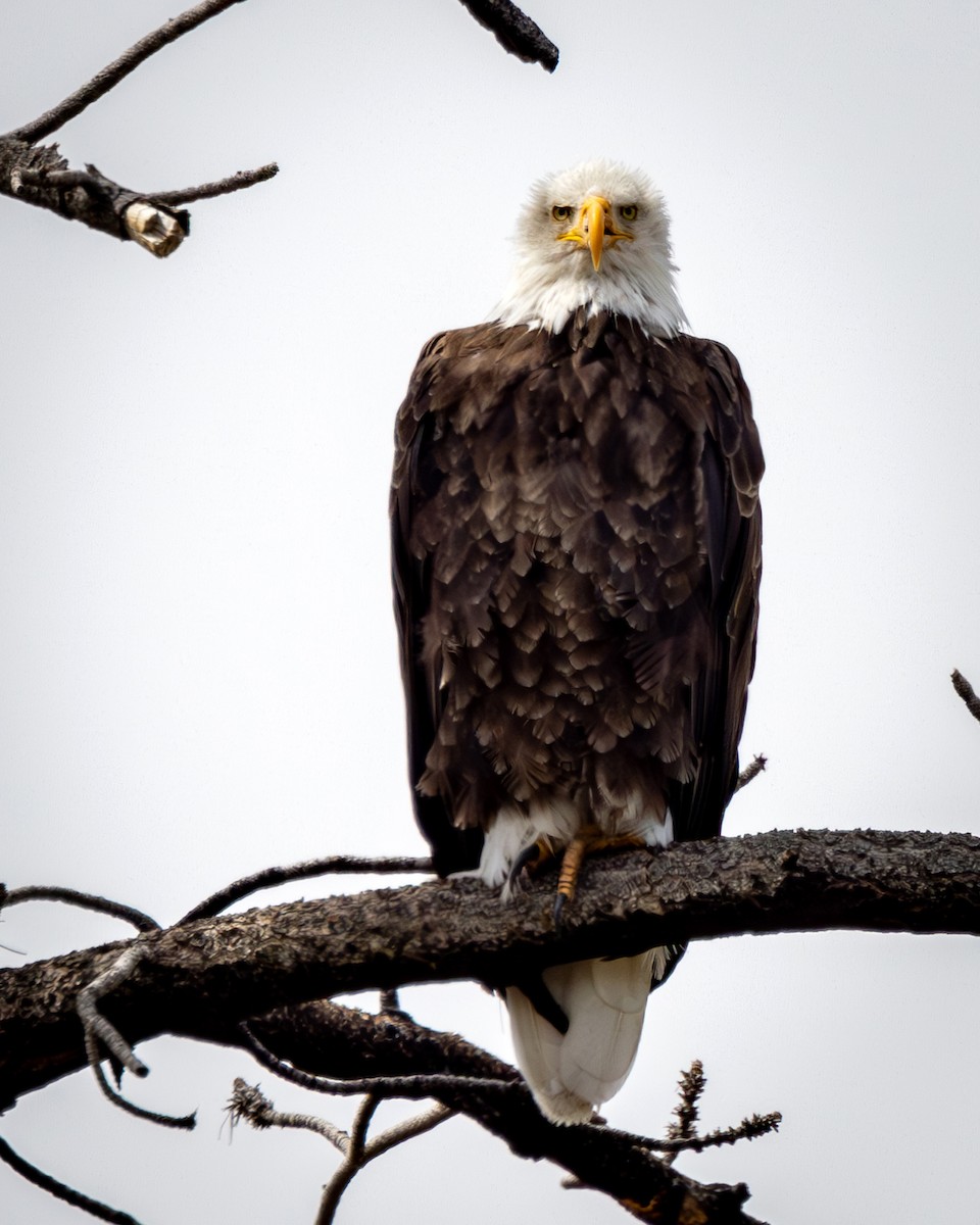 Bald Eagle - Jim Gain