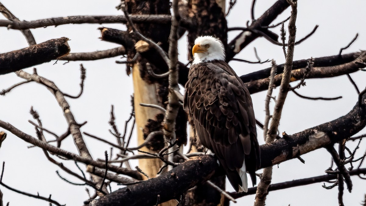 Bald Eagle - ML589287331