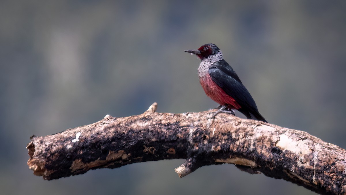 Lewis's Woodpecker - ML589287361