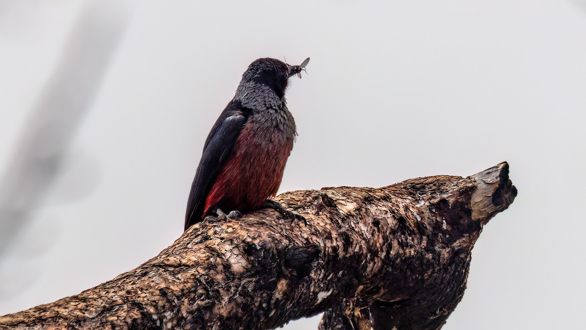 Lewis's Woodpecker - Jim Gain