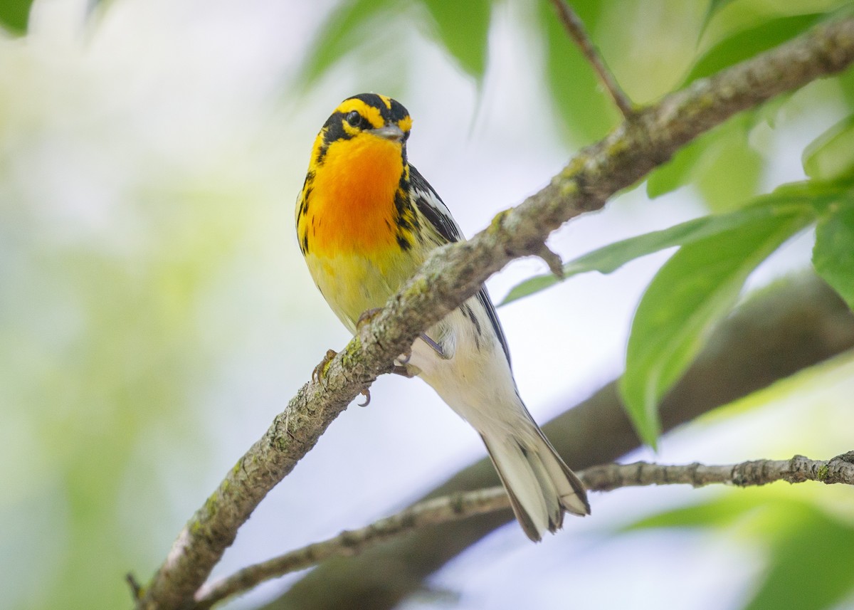 Blackburnian Warbler - Darren Clark