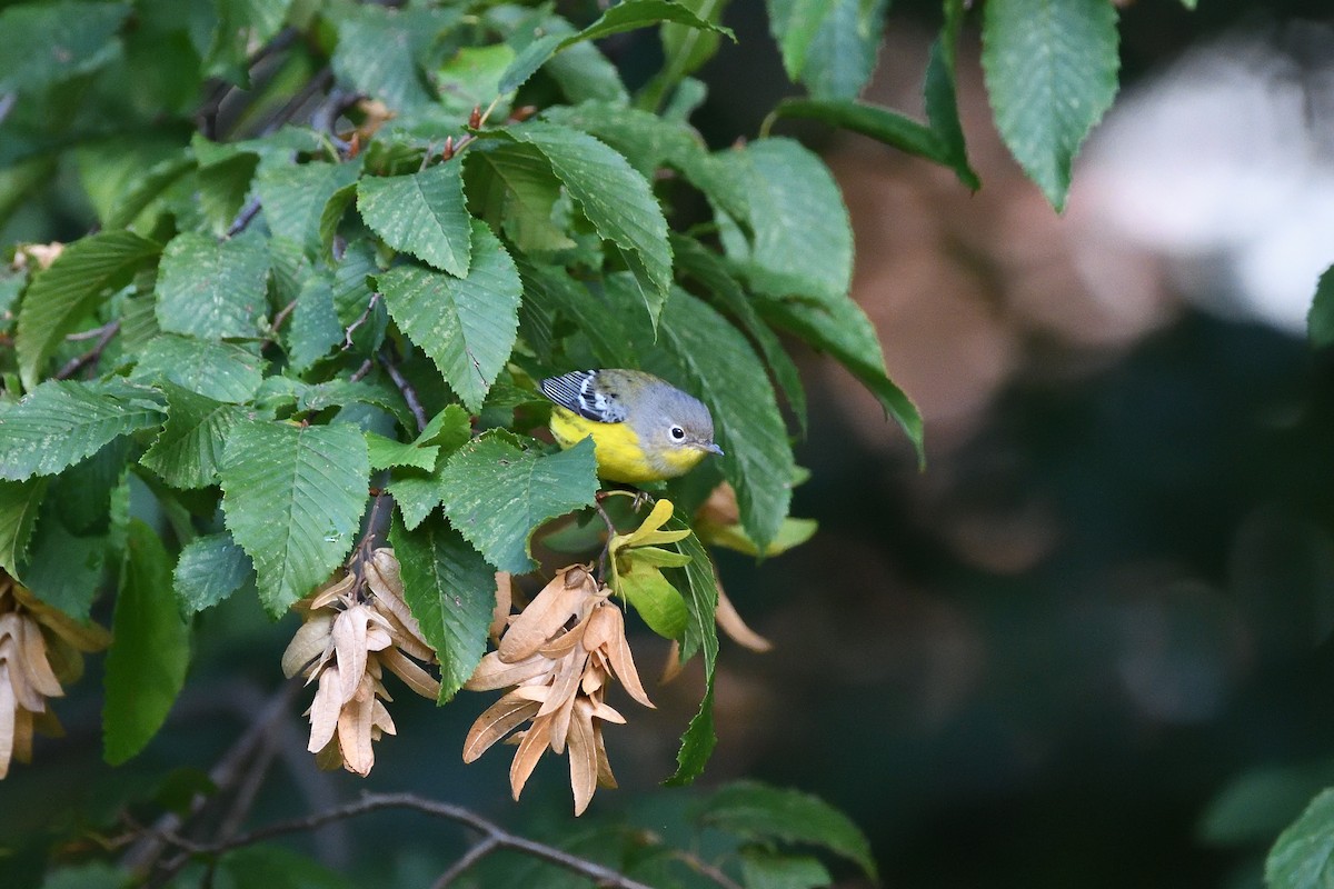 Magnolia Warbler - terence zahner