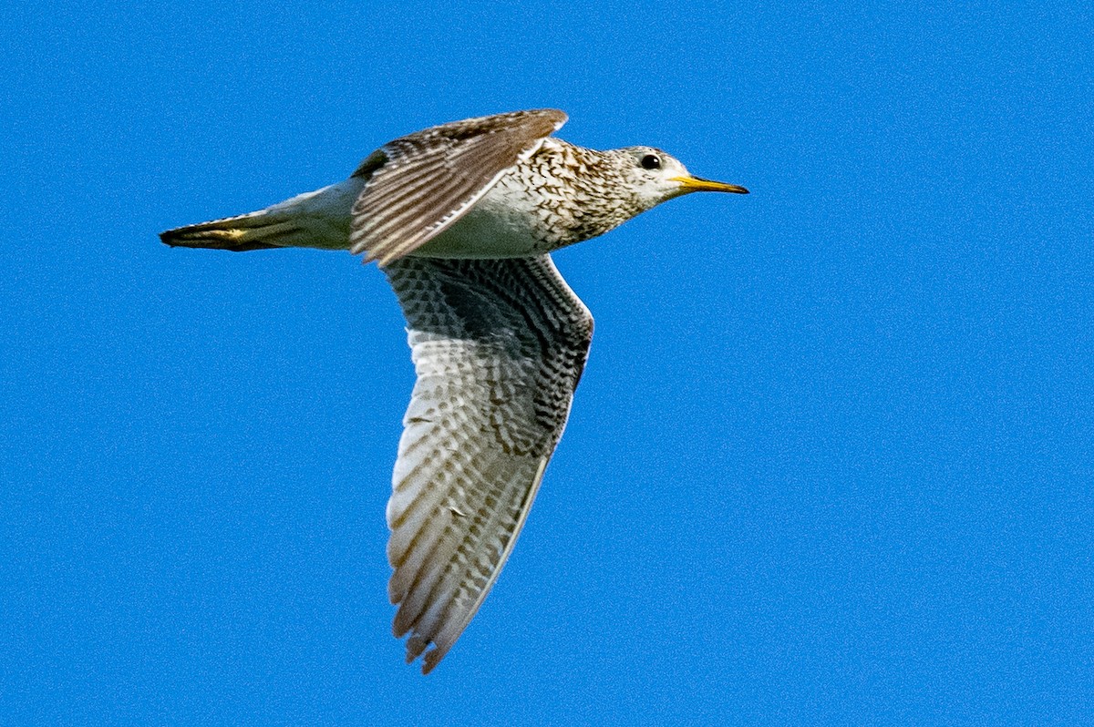 Upland Sandpiper - ML589288091