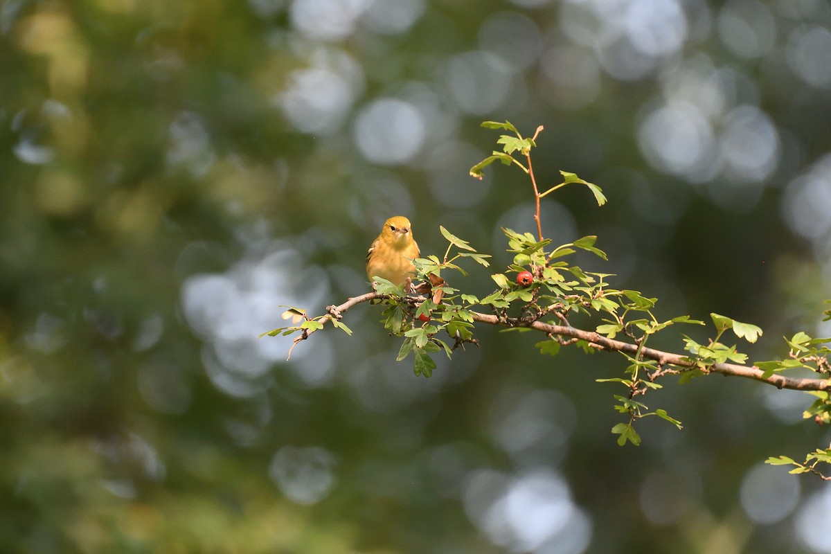Bay-breasted Warbler - ML589288221