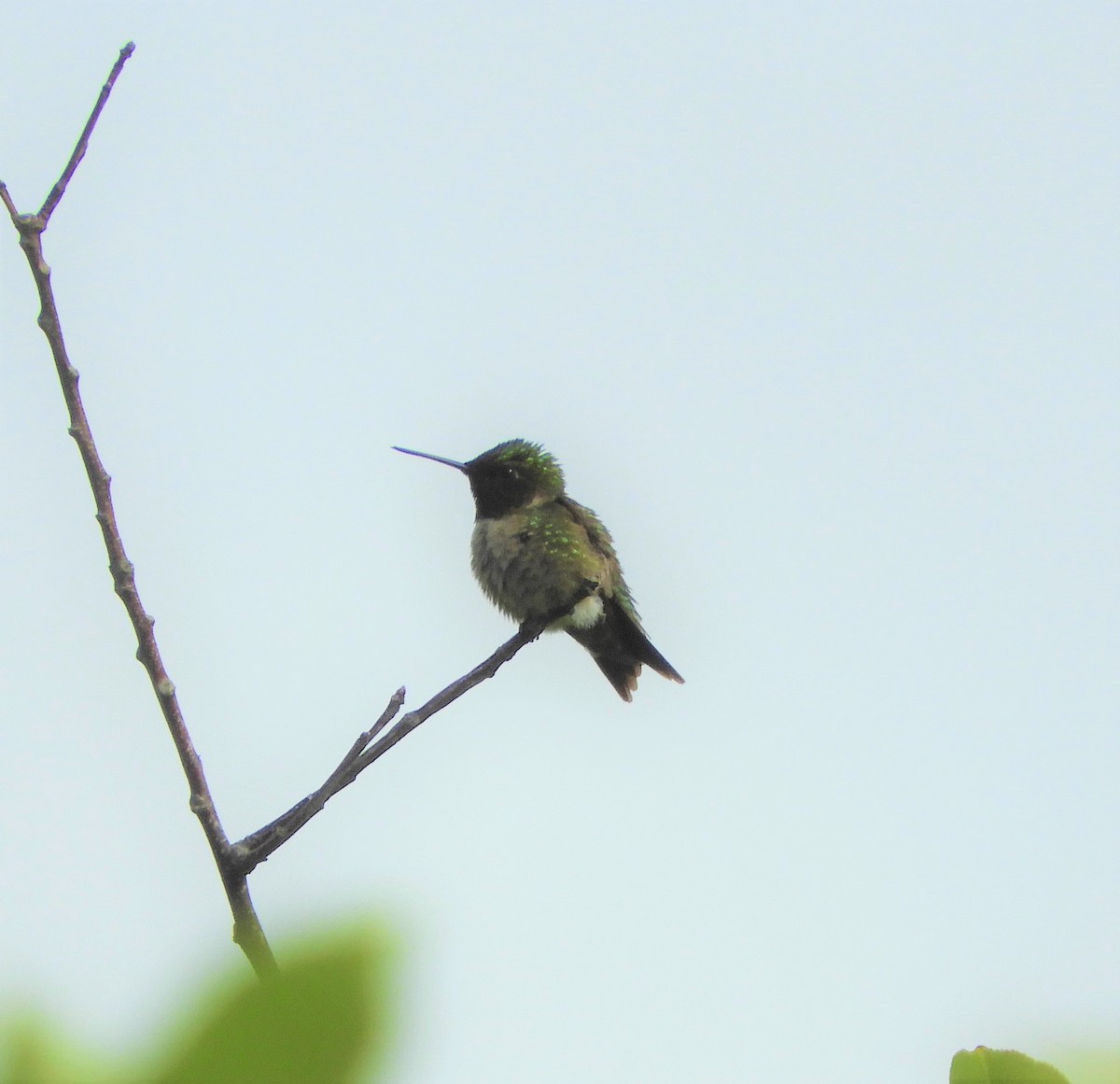 Ruby-throated Hummingbird - ML589288341
