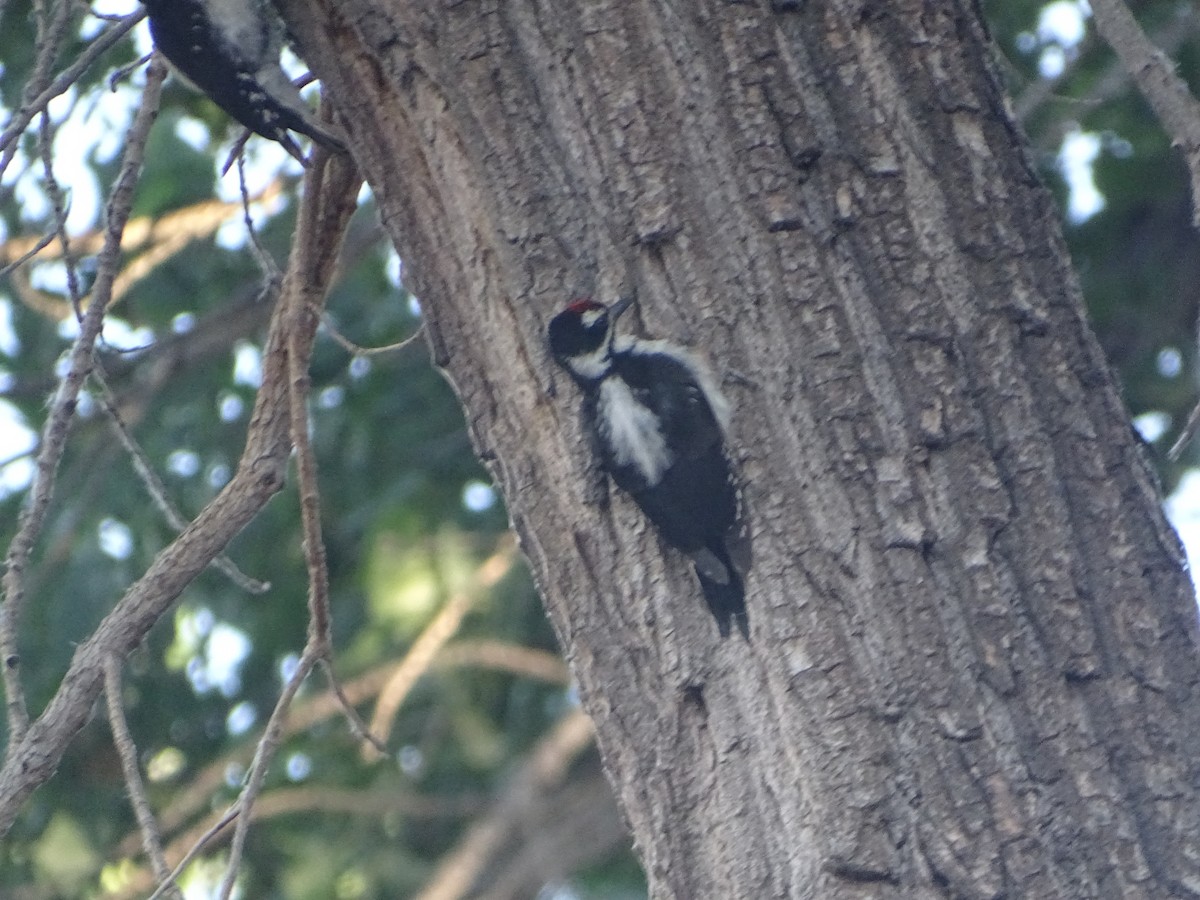 Hairy Woodpecker - ML589288551