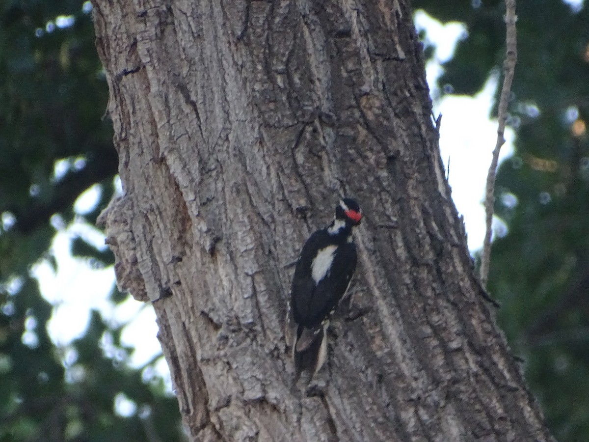 Hairy Woodpecker - Robert Solomon