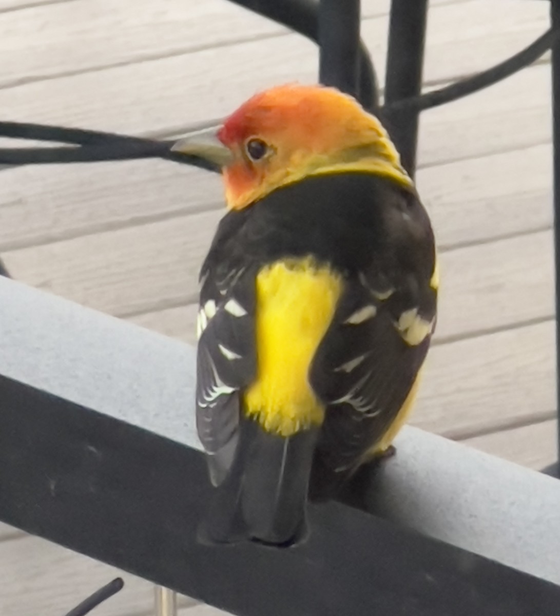Western Tanager - ML589288701
