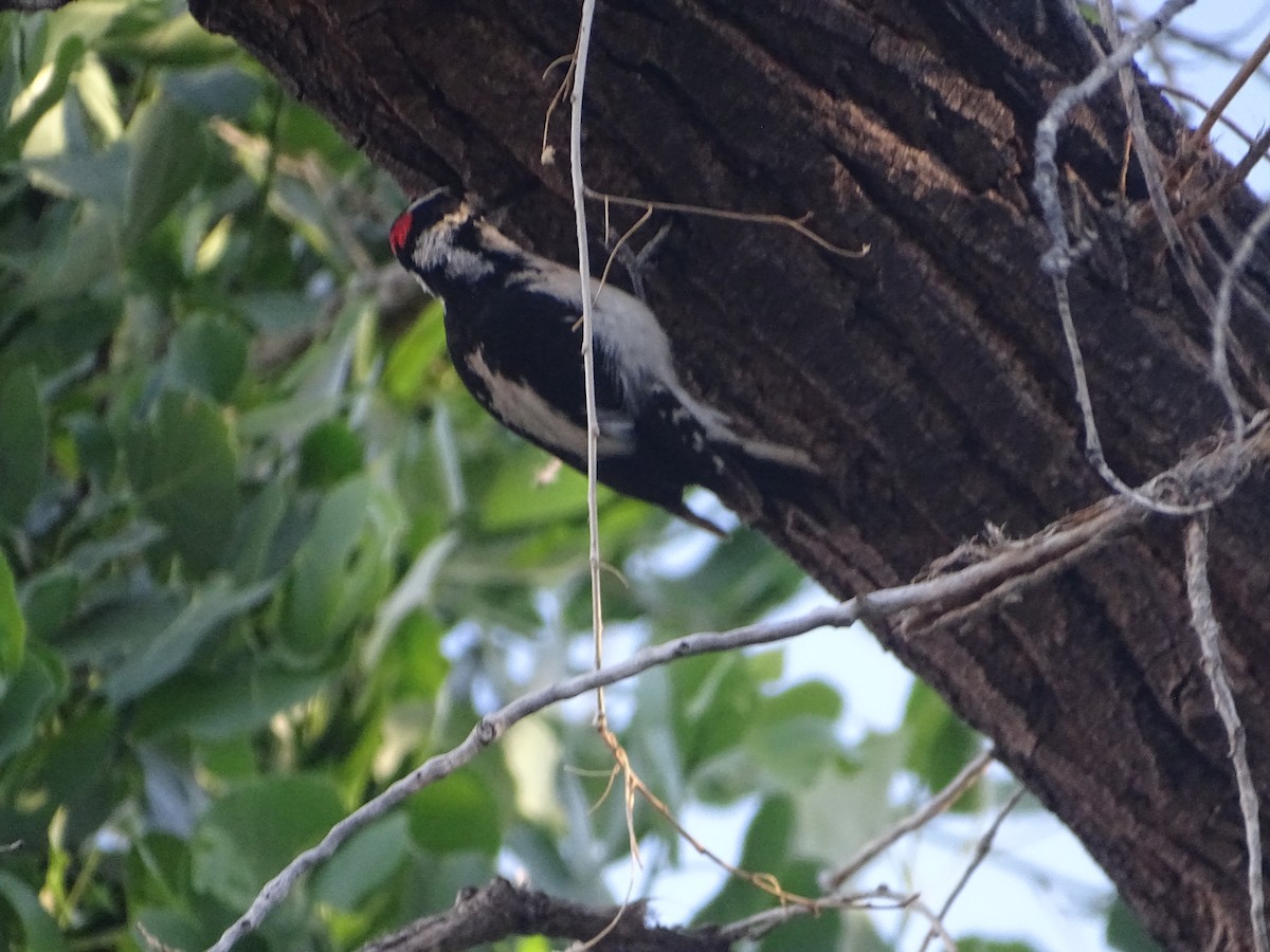 Hairy Woodpecker - ML589288811
