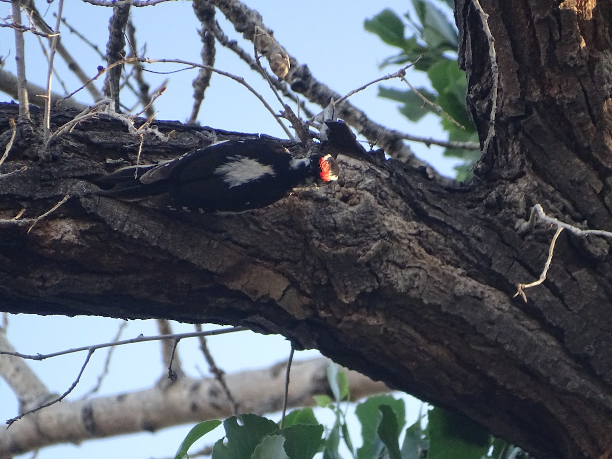 Hairy Woodpecker - ML589288851