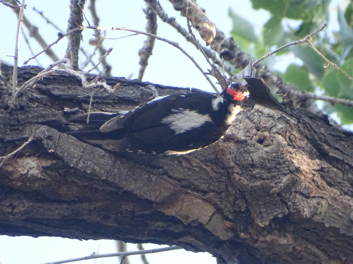 Hairy Woodpecker - ML589288911