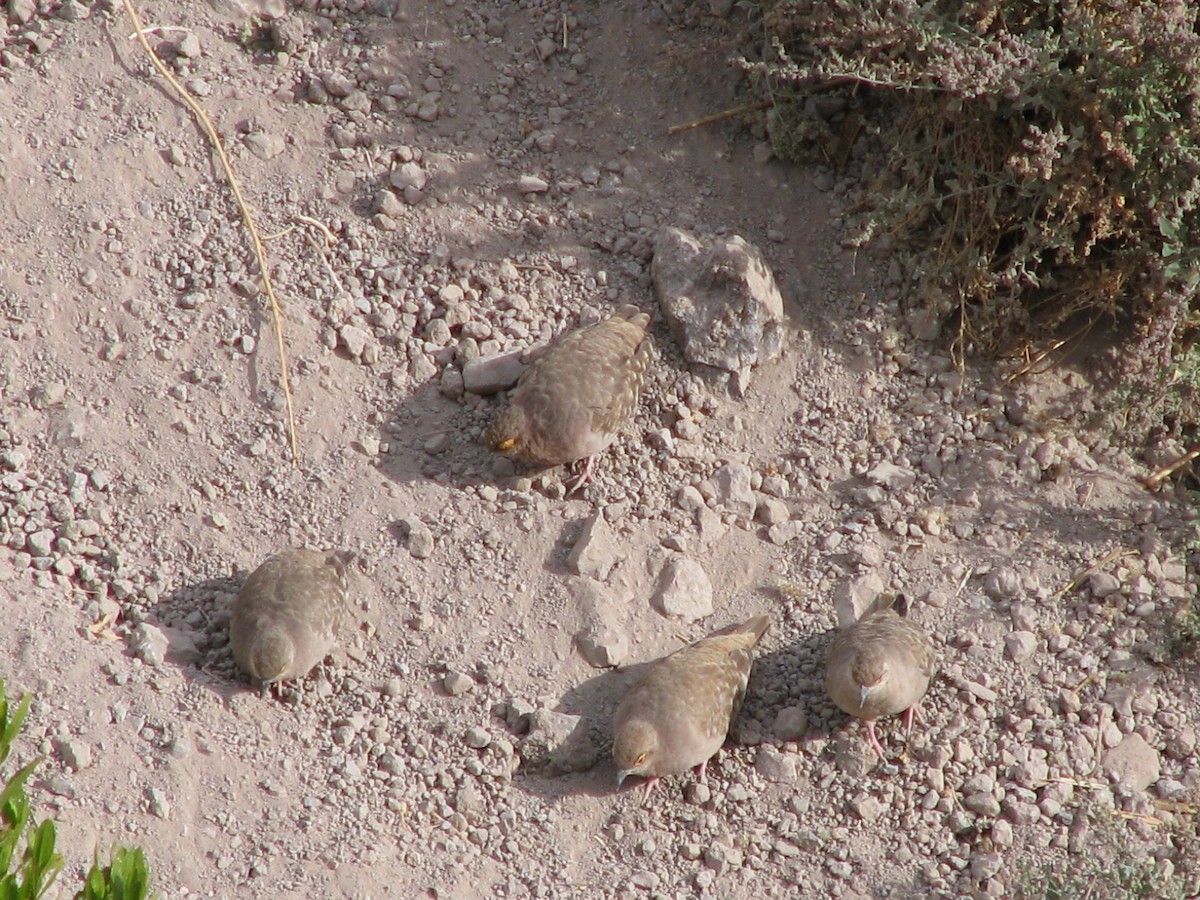 Bare-faced Ground Dove - ML589289281