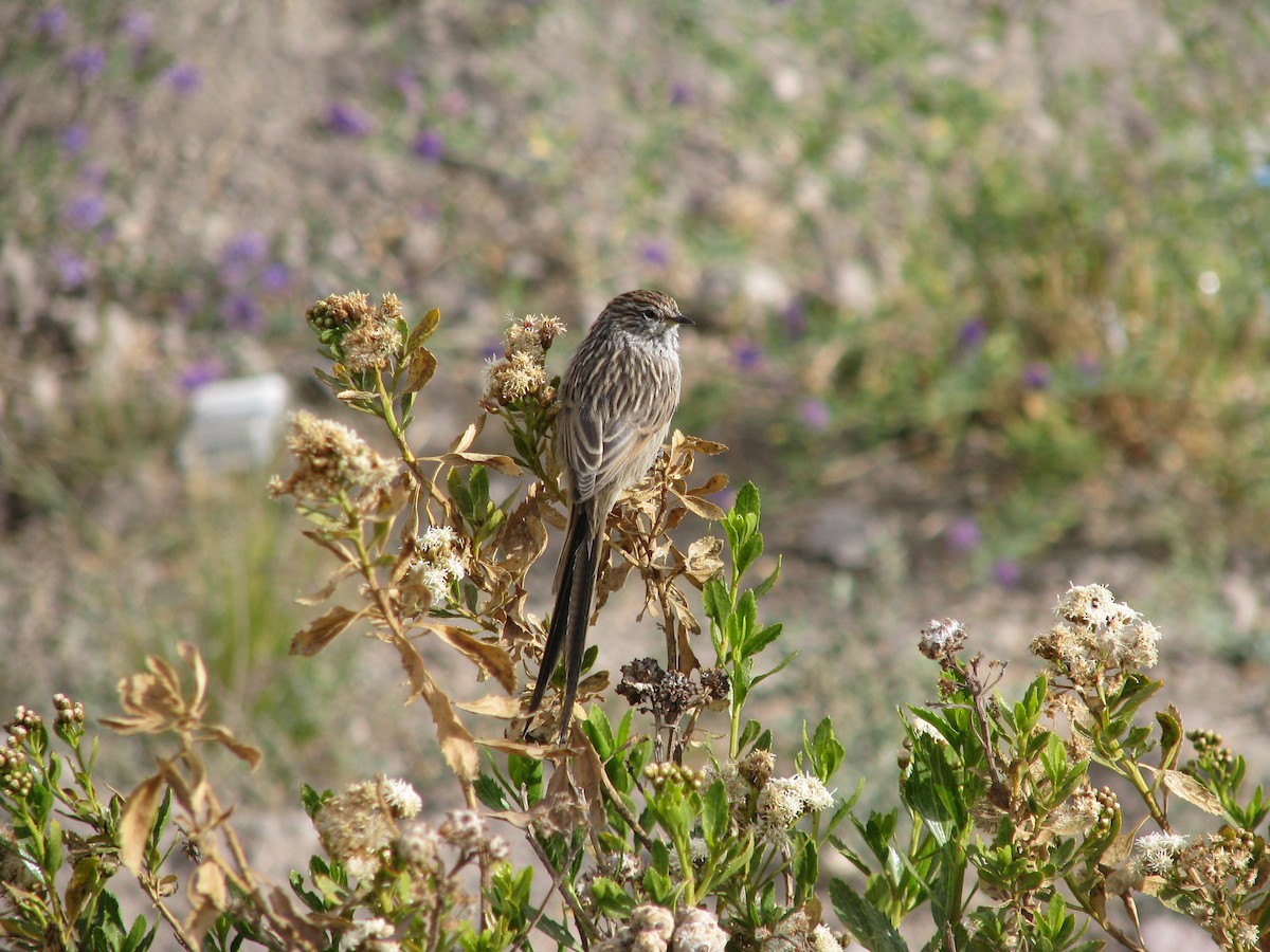 Streaked Tit-Spinetail - ML589289871